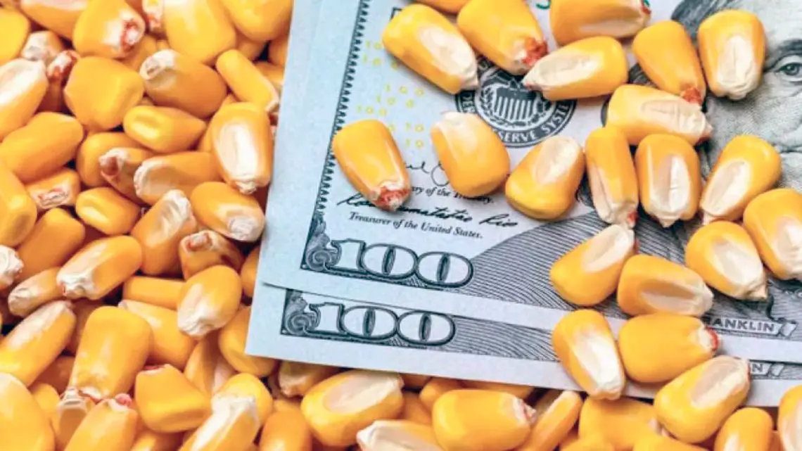 Imagen destacada del artículo El incremento del dólar agrícola impulsó notablemente las liquidaciones de maíz y satisfizo al gobierno